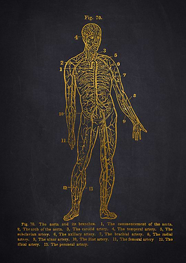 Human Anatomy Diagram