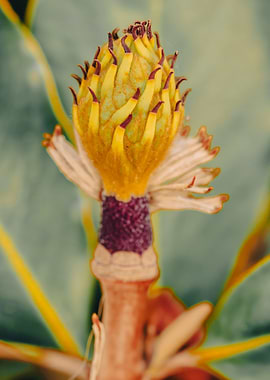 Magnolia Fruit Close-Up