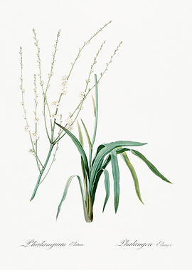 Phalangium Botanical Illustration