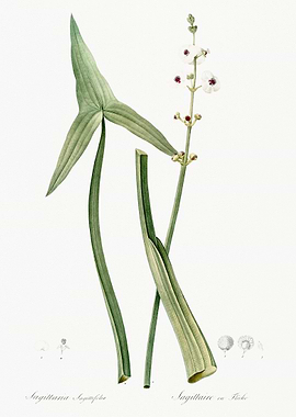 Sagittaria Botanical Illustration