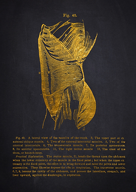 Muscles of the Trunk