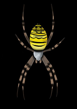 Yellow Garden Spider