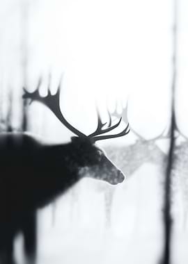 Silhouette of a Deer