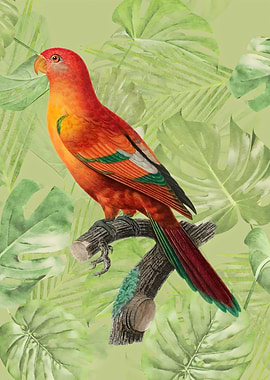 Tropical Parrot