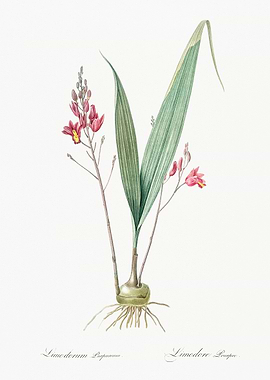 Limedorum Botanical Illustration