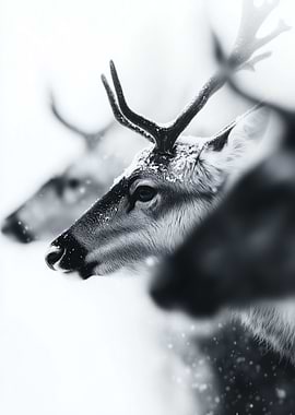 Reindeer in Snow