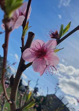 Peach Blossom Close-Up