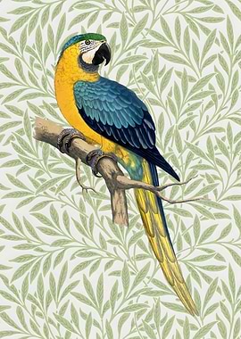 Blue and Yellow Parrot