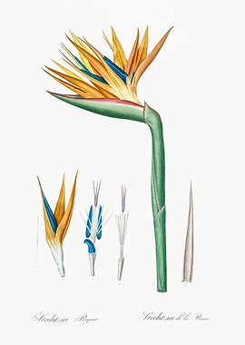 Bird of Paradise Flower Illustration