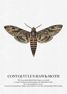 Convolvulus Hawk-Moth Illustration