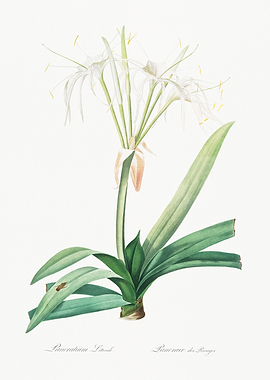 White Flower Illustration