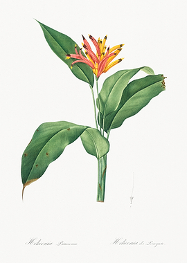 Heliconia Flower Illustration