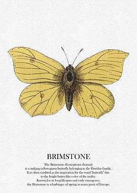 Brimstone Butterfly Illustration