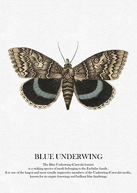 Blue Underwing Moth Illustration