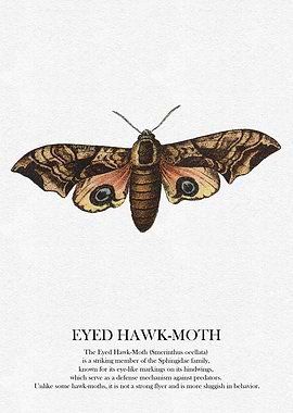 Eyed Hawk-Moth Illustration