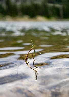 Vibrant Dragonflies on Still Waters