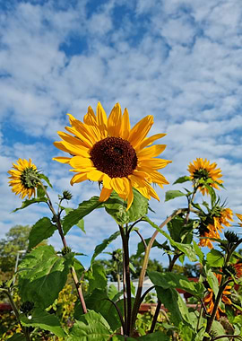 Sunflowers Against Blue Sky