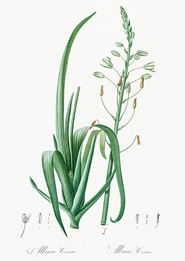 Botanical Illustration of Allium
