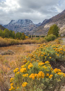 Mountain Valley with Yellow Flowers