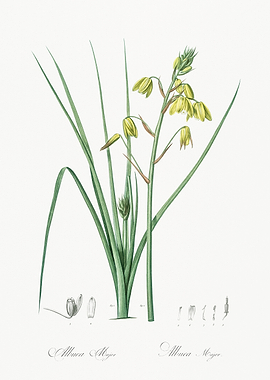 Botanical Illustration of Allium Major