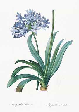Agapanthus Flower Illustration