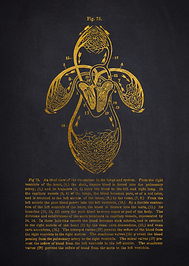 Circulation in the lungs and system.