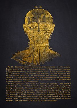 Face and Neck Muscles Diagram