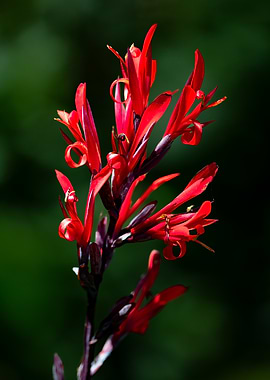 Red Canna Lily Flower