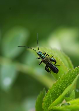 Green Beetle on Leaf