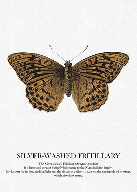 Silver-Washed Fritillary Butterfly