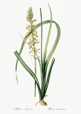 Botanical Illustration of Allium