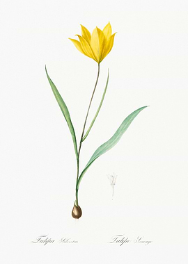 Yellow Tulip Illustration