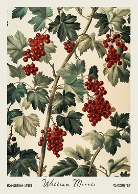 Morris Currants Kitchen Botanical