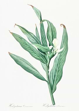 Botanical Illustration of a Plant