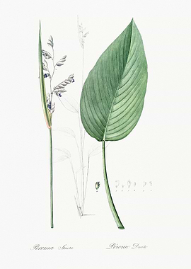 Botanical Illustration of Peronia