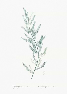 Asparagus Plant Illustration