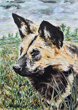 Wild Dog Watercolor
