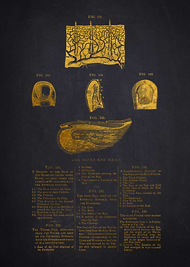 Gold Anatomical Illustration