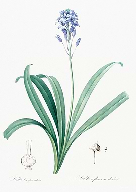 Blue Star Flower Illustration