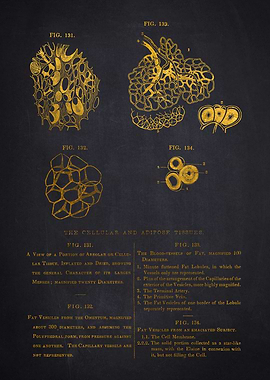 Adipose tissue Diagram