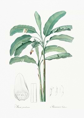 Banana Tree Illustration