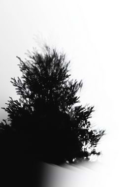 Silhouette of a Tree