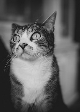 Curious Cat Portrait