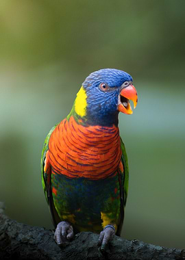 Rainbow Lorikeet