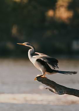 Anhinga Bird