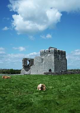 Ruined Castle with Cows