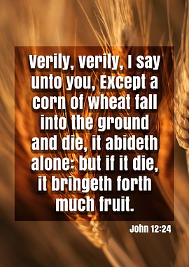 A Corn of Wheat Bible Verse