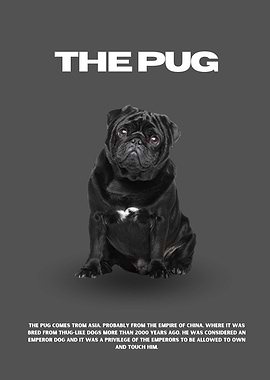 The Black Pug