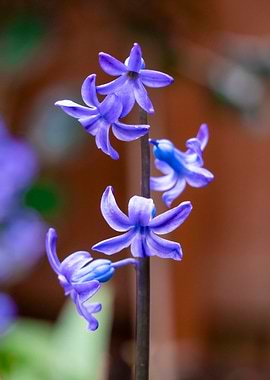 Purple Hyacinth Flowers