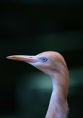 White-faced Heron Portrait